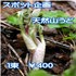 天然山うど（スポット企画在庫限り）